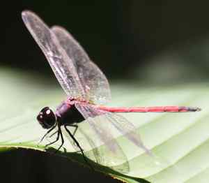 Las obligaciones subordinadas de Cajastur y el canje por acciones y CoCos que ofrece Liberbank